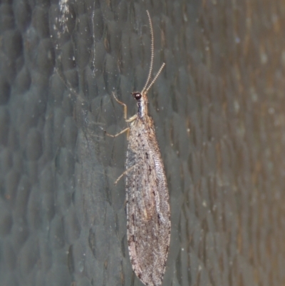 Stenosmylus stenopterus (An Osmylid Lacewing) at Conder, ACT - 2 Apr 2023 by michaelb