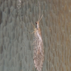 Stenosmylus stenopterus at Pollinator-friendly garden Conder - 2 Apr 2023