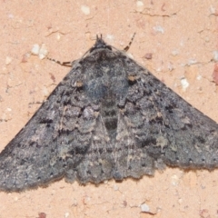 Praxis marmarinopa (owlet moth) at Conder, ACT - 2 Apr 2023 by MichaelBedingfield