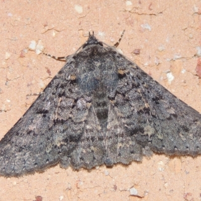 Praxis marmarinopa (owlet moth) at Pollinator-friendly garden Conder - 2 Apr 2023 by michaelb