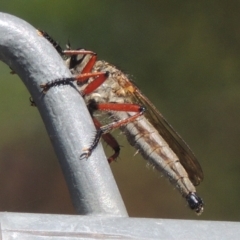 Zosteria sp. (genus) (Common brown robber fly) at Pollinator-friendly garden Conder - 4 Apr 2023 by michaelb