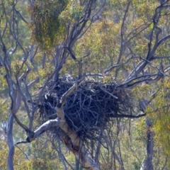 Haliaeetus leucogaster (White-bellied Sea-Eagle) at Googong Foreshore - 25 Sep 2023 by jb2602