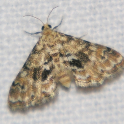 Unidentified Pyralid or Snout Moth (Pyralidae & Crambidae) at Good Night, QLD - 2 May 2009 by PJH123