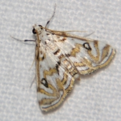 Parapoynx polydectalis (A Crambid moth (Acentropinae) at Good Night, QLD - 3 May 2009 by PJH123
