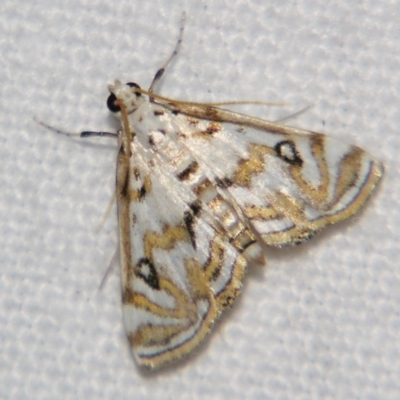 Parapoynx polydectalis (A Crambid moth (Acentropinae) at Good Night, QLD - 3 May 2009 by PJH123