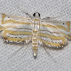 Unidentified Pyralid or Snout Moth (Pyralidae & Crambidae) at Good Night, QLD - 3 May 2009 by PJH123