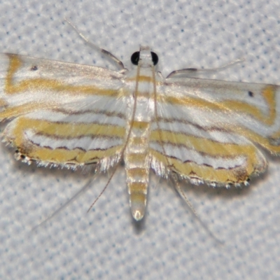 Unidentified Pyralid or Snout Moth (Pyralidae & Crambidae) at Good Night, QLD - 3 May 2009 by PJH123