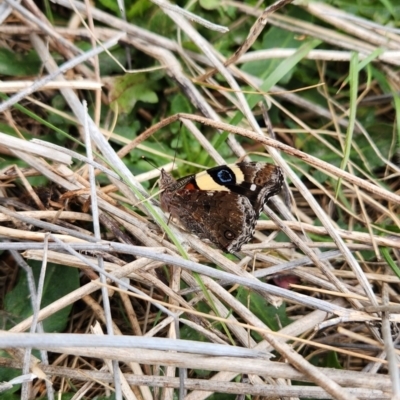 Vanessa itea (Yellow Admiral) at Jerrabomberra, ACT - 27 Sep 2023 by theaoloughlin