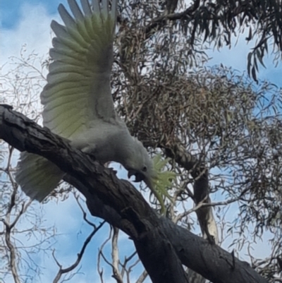 Cacatua galerita (Sulphur-crested Cockatoo) at Gungahlin, ACT - 27 Sep 2023 by Butterflygirl