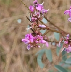 Indigofera australis subsp. australis (Australian Indigo) at Gungahlin, ACT - 26 Sep 2023 by Butterflygirl