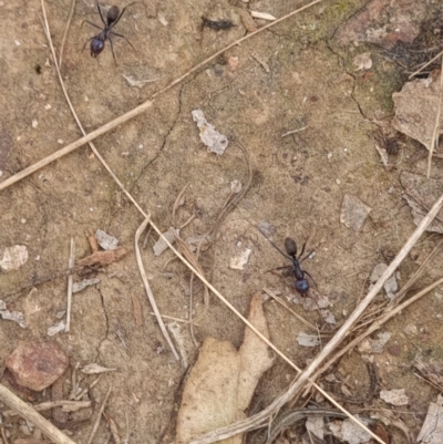 Iridomyrmex purpureus (Meat Ant) at Gungaderra Grasslands - 27 Sep 2023 by Butterflygirl