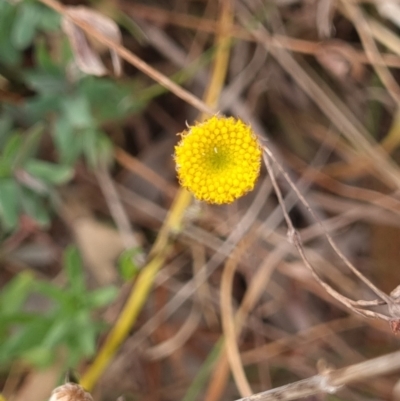 Leptorhynchos squamatus (Scaly Buttons) at Gungaderra Grasslands - 27 Sep 2023 by Butterflygirl