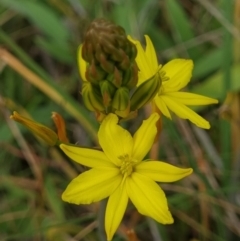 Bulbine bulbosa (Golden Lily) at Crace, ACT - 26 Sep 2023 by Butterflygirl