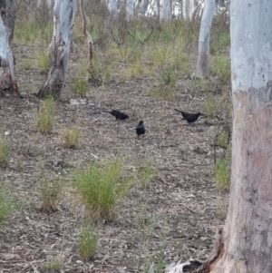 Corcorax melanorhamphos at Crace, ACT - 27 Sep 2023 07:57 AM