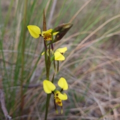 Diuris sulphurea (Tiger Orchid) at Gungahlin, ACT - 26 Sep 2023 by Butterflygirl