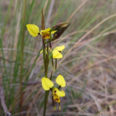 Diuris sulphurea (Tiger Orchid) at Gungahlin, ACT - 26 Sep 2023 by Butterflygirl