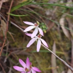 Caladenia carnea (Pink Fingers) at Gungahlin, ACT - 26 Sep 2023 by Butterflygirl