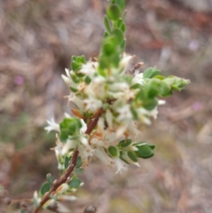 Brachyloma daphnoides at Crace, ACT - 27 Sep 2023 08:05 AM