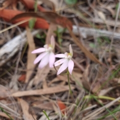 Caladenia carnea (Pink Fingers) at Gungahlin, ACT - 26 Sep 2023 by Butterflygirl