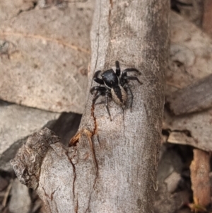 Jotus sp. (genus) at Crace, ACT - 27 Sep 2023