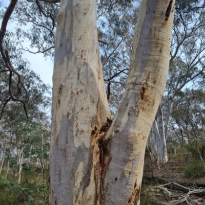 Eucalyptus rossii (Inland Scribbly Gum) at Crace, ACT - 27 Sep 2023 by Butterflygirl