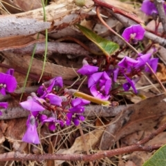 Hardenbergia violacea (False Sarsaparilla) at Crace, ACT - 27 Sep 2023 by Butterflygirl