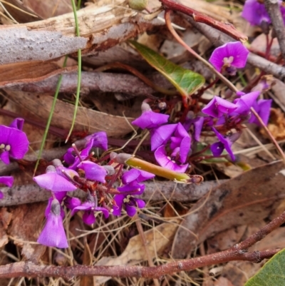 Hardenbergia violacea (False Sarsaparilla) at Crace, ACT - 26 Sep 2023 by Butterflygirl