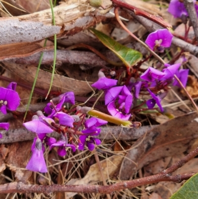 Hardenbergia violacea (False Sarsaparilla) at Crace, ACT - 27 Sep 2023 by Butterflygirl