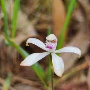 Caladenia ustulata at Crace, ACT - 27 Sep 2023