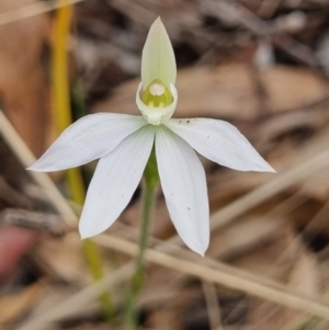 Caladenia carnea at Crace, ACT - 27 Sep 2023