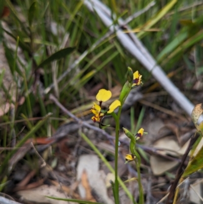 Diuris pardina (Leopard Doubletail) at Cotter River, ACT - 27 Sep 2023 by Rebeccajgee