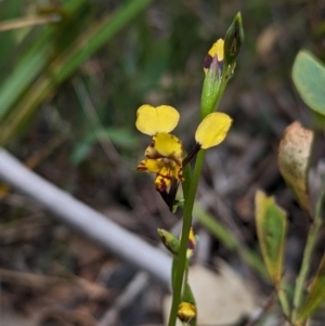 Diuris pardina at Cotter River, ACT - 27 Sep 2023