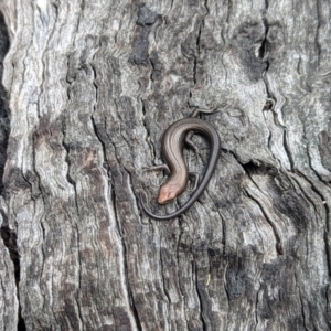 Pseudemoia entrecasteauxii at Cotter River, ACT - 27 Sep 2023 11:42 AM