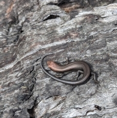 Pseudemoia entrecasteauxii at Cotter River, ACT - 27 Sep 2023 11:42 AM