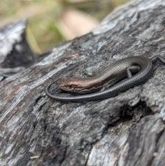 Pseudemoia entrecasteauxii at Cotter River, ACT - 27 Sep 2023