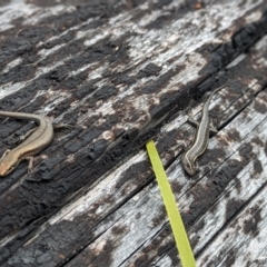Pseudemoia spenceri (Spencer's Skink) at Namadgi National Park - 27 Sep 2023 by Rebeccajgee
