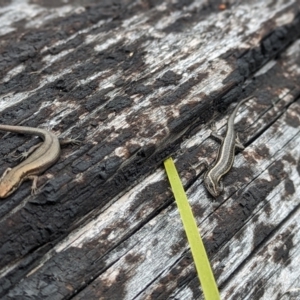 Pseudemoia spenceri at Cotter River, ACT - 27 Sep 2023 11:46 AM