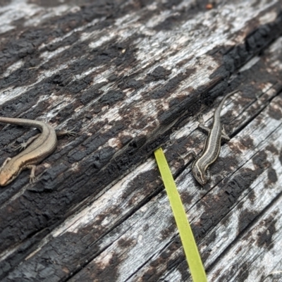 Pseudemoia spenceri (Spencer's Skink) at Cotter River, ACT - 27 Sep 2023 by Rebeccajgee