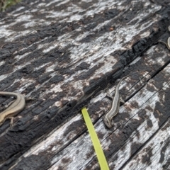 Pseudemoia spenceri at Cotter River, ACT - 27 Sep 2023 11:46 AM