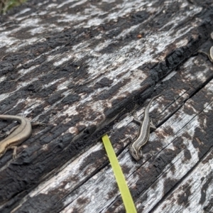 Pseudemoia spenceri at Cotter River, ACT - 27 Sep 2023