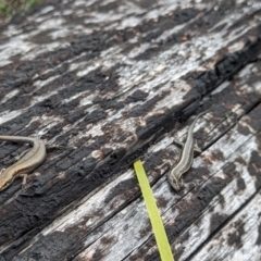 Pseudemoia spenceri at Cotter River, ACT - 27 Sep 2023 11:46 AM