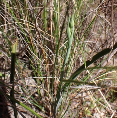 Calochilus platychilus (Purple Beard Orchid) at Mount Painter - 26 Sep 2023 by CathB