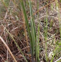 Calochilus platychilus at Belconnen, ACT - suppressed