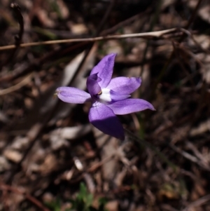 Glossodia major at Belconnen, ACT - suppressed