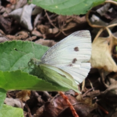 Pieris rapae (Cabbage White) at Braidwood, NSW - 26 Sep 2023 by MatthewFrawley