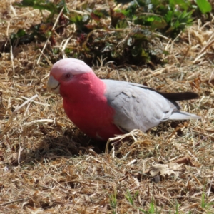 Eolophus roseicapilla at Braidwood, NSW - 26 Sep 2023 11:17 AM