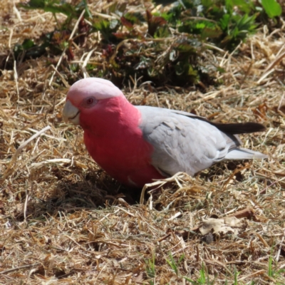 Eolophus roseicapilla (Galah) at Braidwood, NSW - 26 Sep 2023 by MatthewFrawley