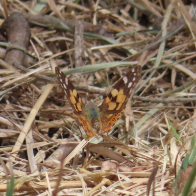 Vanessa kershawi (Australian Painted Lady) at Braidwood, NSW - 26 Sep 2023 by MatthewFrawley