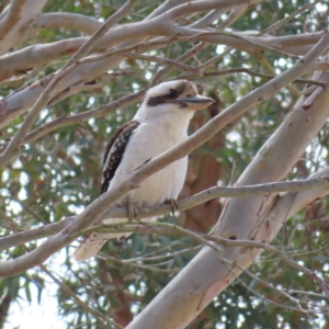 Dacelo novaeguineae at Braidwood, NSW - 26 Sep 2023