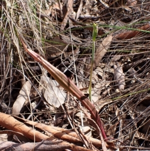 Thelymitra brevifolia at Belconnen, ACT - suppressed